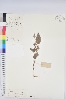 雞骨香藏品圖，第1張