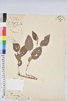 雞骨香藏品圖，第1張