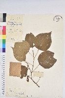 紅背山麻桿藏品圖，第1張