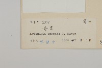 珍珠蒿、奇蒿藏品圖，第3張