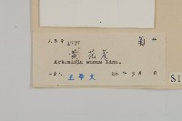 黃花蒿藏品圖，第3張