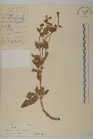 下田菊藏品圖，第1張