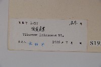 淡黃莢迷藏品圖，第2張