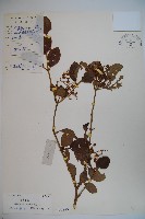 南方莢迷藏品圖，第1張