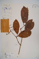 珊瑚樹藏品圖，第1張