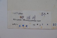 珊瑚樹藏品圖，第2張