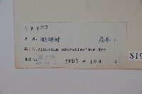 珊瑚樹藏品圖，第2張