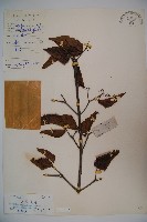 光萼莢迷藏品圖，第1張