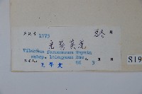 光萼莢迷藏品圖，第2張