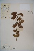 莢迷藏品圖，第1張