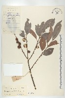 山紅柿藏品圖，第4張