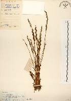 綬草藏品圖，第1張