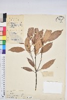 菱果石櫟藏品圖，第1張