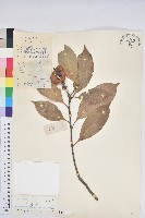 橿葉柯藏品圖，第1張