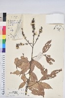 子彈石櫟藏品圖，第1張