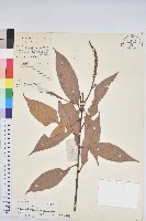 厚斗柯藏品圖，第1張