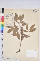 後大埔石櫟、煙斗柯藏品圖，第1張