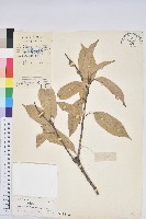 苦櫧栲藏品圖，第1張