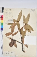 南嶺栲藏品圖，第1張