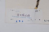 雷公鵝耳櫪藏品圖，第2張