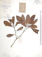 楊梅藏品圖，第1張