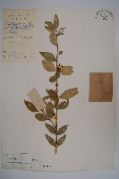 大葉黃楊藏品圖，第1張