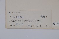 大葉黃楊藏品圖，第2張