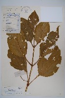 細穗序野靛果藏品圖，第1張