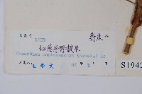 細穗序野靛果藏品圖，第2張