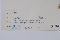 小駁骨丹、尖尾鳳藏品圖，第2張