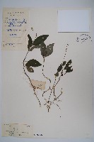 針刺草藏品圖，第1張