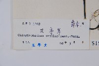 叉序草藏品圖，第2張