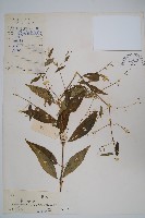 穿心蓮藏品圖，第1張