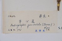 穿心蓮藏品圖，第2張