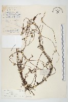 日本菟絲子藏品圖，第1張