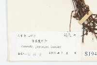 日本菟絲子藏品圖，第3張