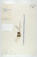 金錢草、錦地羅藏品圖，第1張