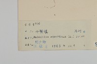 牛繁縷藏品圖，第3張