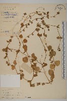 荷蓮豆藏品圖，第1張