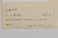 荷蓮豆藏品圖，第3張