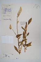 青葙藏品圖，第1張