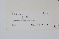 青葙藏品圖，第2張