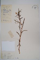 華鳳仙藏品圖，第1張