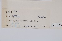 華鳳仙藏品圖，第2張