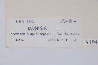 睫毛萼鳳仙花藏品圖，第2張