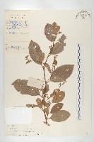 錫葉藤藏品圖，第1張