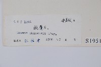 假鷹爪藏品圖，第2張