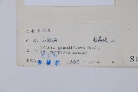 山椒子藏品圖，第2張