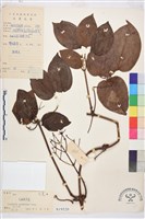 麥氏鐵線蓮藏品圖，第2張