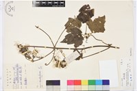 鈍齒鐵線蓮藏品圖，第1張